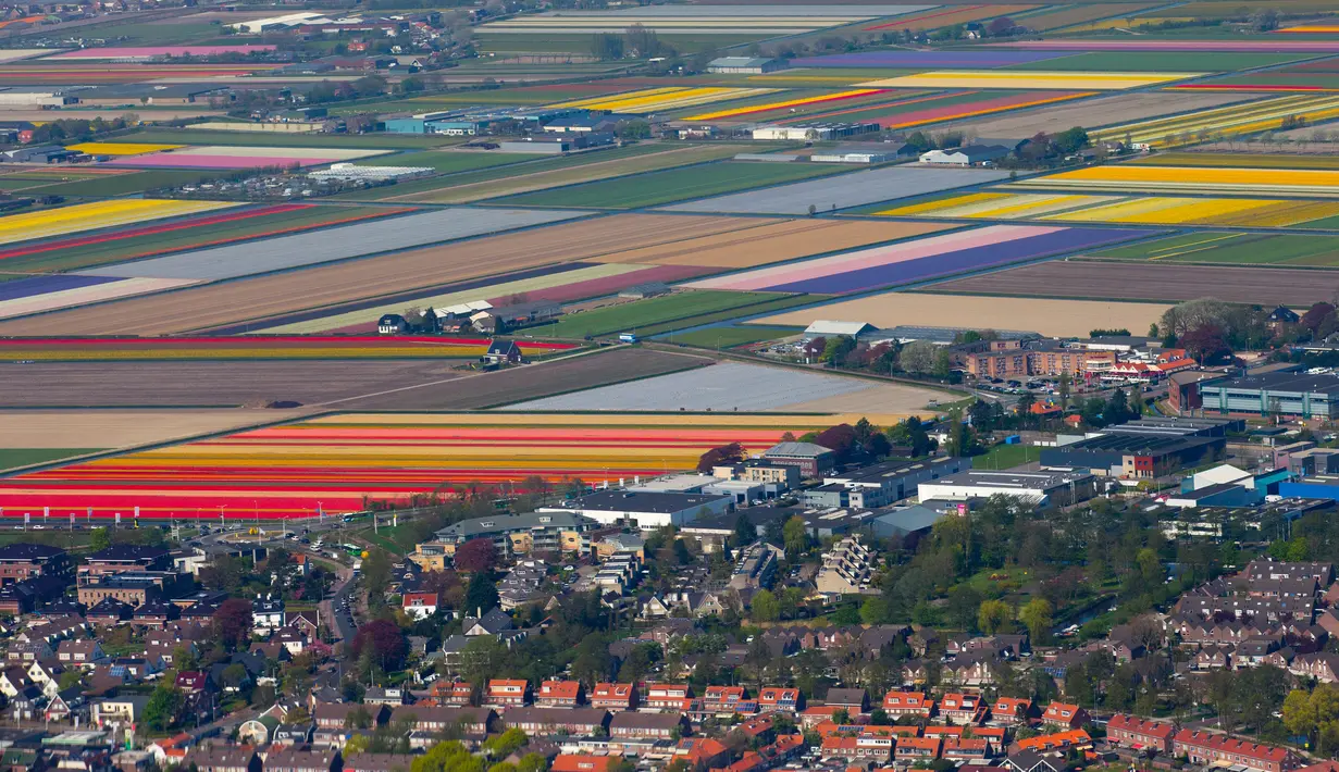 Pemandangan ladang bunga tulip De Keukenhof di Lisse, Belanda, Jumat (20/4). Terdapat tujuh juta tulip di ladang De Keukenhof. (AP Photo / Peter Dejong)