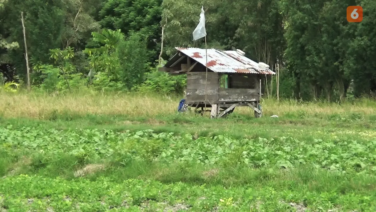 lahan pertanian di sigi