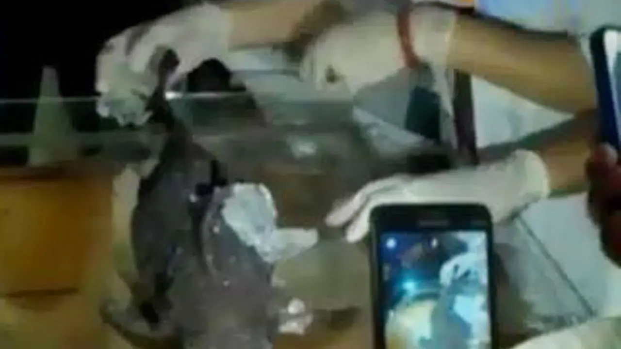 Ikan Langka Mirip Hiu