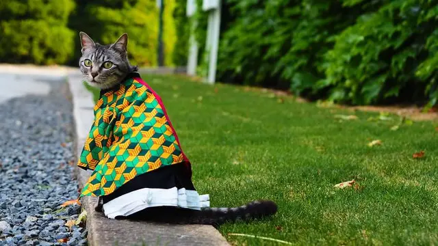 kucing cosplay