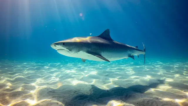 Shark
