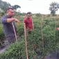 Bhabinkamtibmas Polsek Julok, Bripka Basri mengajarkan warga setempat cara menanam cabai yang baik dan benar. Ini semua dilakukan agar warga memiliki penghasilan tambahan selama masa pandemi. (Foto: Liputan6.com).