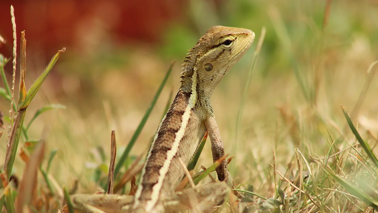 genus calotes