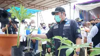 Gubernur Sumsel melihat bibit tanaman porang yang akan dibudidayakan di Kabupaten Banyuasin Sumsel (Dok. Humas Pemprov Sumsel / Nefri Inge)
