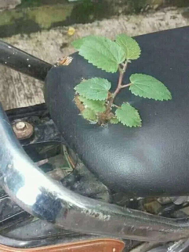 Tak Dirawat, 6 Potret Tanaman Tumbuh di Kendaraan Ini Bikin Geleng Kepala