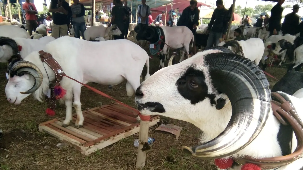 Domba dan Sapi Kontes Bakal Semakin Dimanja di Purwakarta