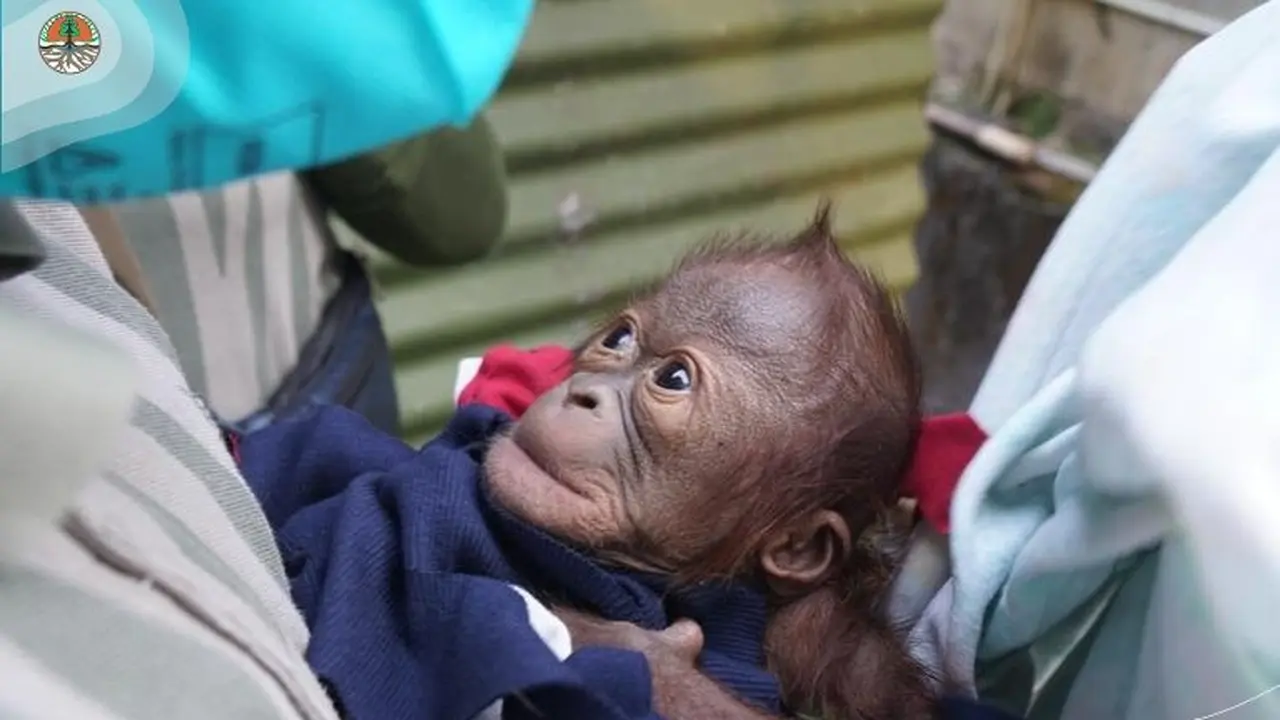 Bayi Orangutan Lahir di Kebun Binatang Gembira Loka Yogyakarta