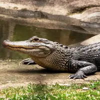 Ilustrasi buaya/Copyright unsplash.com/Rae Wallis