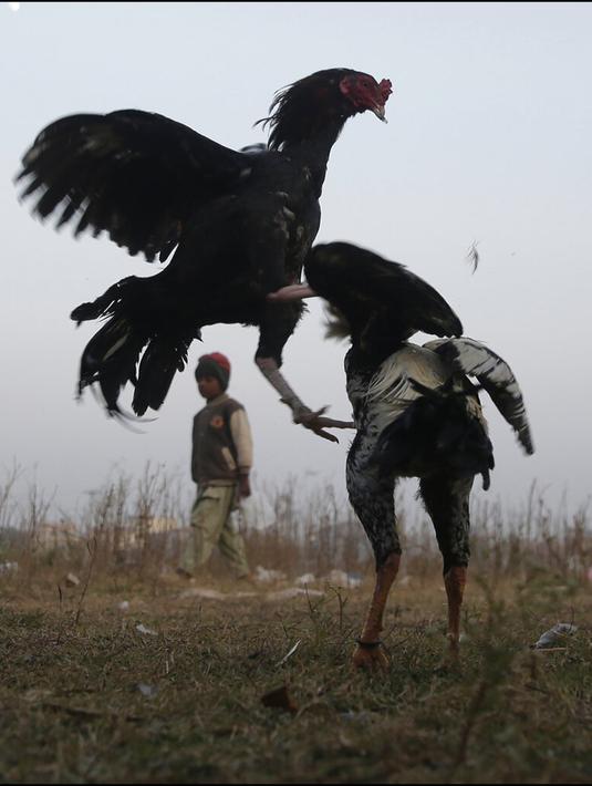 Seorang anak menonton pertandingan sabung ayam di pinggiran Islamabad, Pakistan, 15 Desember 2021. Pakistan terkenal memiliki jenis ayam petarung paling tua di dunia dengan kekuatan fisik dan mental bertarungnya. (AP Photo/Rahmat Gul)