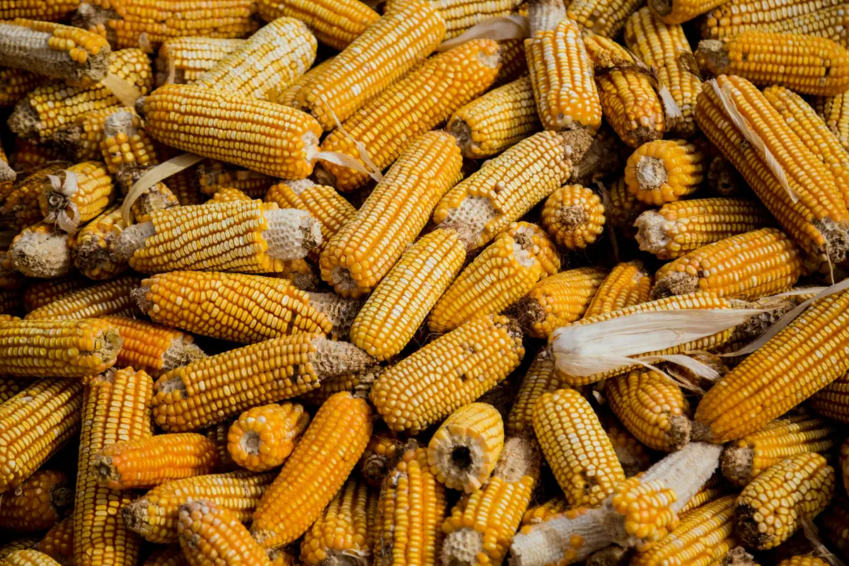 Manfaat Memakan Jagung Manis untuk Ibu Hamil