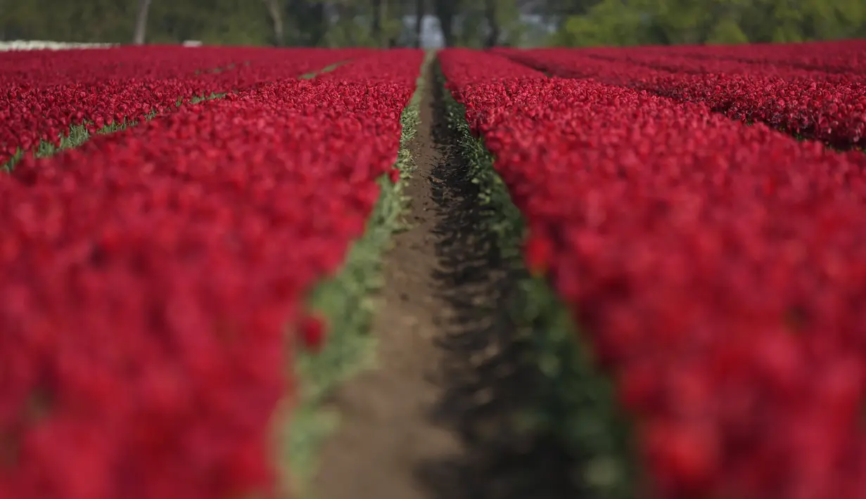 <p>Deretan bunga tulip berwarna merah tumbuh di ladang di Meerdonk, Belgia pada Senin, 25 April 2022. Bunga tulip di Belgia banyak dibudidayakan untuk umbinya saja. (AP Photo/Virginia Mayo)</p>