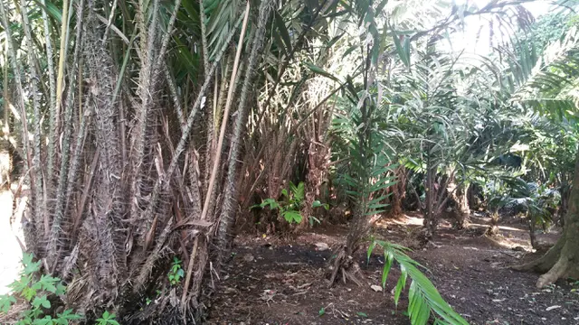 Cerita Salak Condet Tergerus Hutan Beton