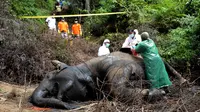 Petugas dan dokter hewan dari lembaga konservasi Aceh memeriksa gajah betina yang ditemukan mati karena keracunan di Desa Semanah Jaya, Aceh Timur, Kamis (21/11/2019). Bangkai gajah betina berusia 25 tahun itu ditemukan di sebuah perkebunan kelapa sawit pada hari ini. (CEK MAD/AFP)