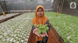 Karyawan menunjukkan sayur hidroponik jenis bayam di Serua Farm, Bojongsari, Depok, Jawa Barat, Jumat (26/6/2020). Kebun sayur hidroponik dengan 25.000 lubang tanam, banyak menyuplai ke pedagang eceran hingga dijual ke masyarakat sekitar. (Liputan6.com/Fery Pradolo)