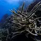 Susunan terumbu karang di Great Barrier Reef, Australia. (dok. unsplash @hoelk)