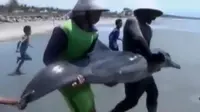 Kondisi lumba-lumba ini sangat mengenaskan. Hampir di seluruh tubuhnya terdapat luka.