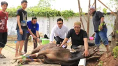 Presenter Eko Patrio saat melihat proses pemotongan hewan kurban di kawasan Cipinang, Jakarta, Jumat (1/9). Idul Adha 1438 H Eko Patrio berkurban di beberapa tempat. (Liputan6.com/Herman Zakharia)