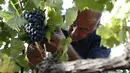 Pekerja memetik anggur saat panen Pinot Nero di Tenuta Castello di Neive Borgonovo, Italia barat laut (8/8). Agensi makanan agens Coldiretti mengantisipasi penurunan volume 10-15 persen. (AFP Photo/Marco Bertorello)
