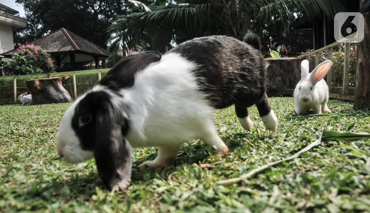 Kelinci berkeliaran di Taman Kelinci Bambu Apus, Pusat Pelayanan Kesehatan Hewan dan Peternakan (Pusyankeswannak), Cipayung, Jakarta Timur, Kamis (30/6/2022). Dinas Ketahanan Pangan, Kelautan dan Pertanian (KPKP) DKI Jakarta membuka kembali Taman Kelinci Bampu Apus usai ditutup selama 2 tahun akibat pandemi covid-19. (Liputan6.com/Iqbal S Nugroho)