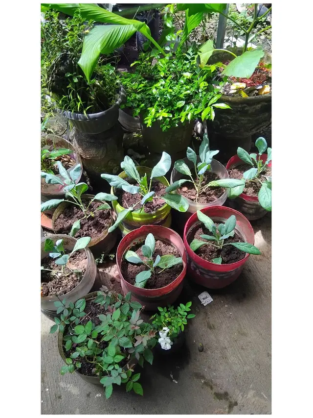 6 Tips Menyemai Sayur agar Panen Tidak Putus, Ala Kelompok Wanita Tani