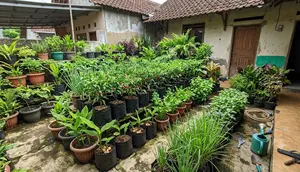 Cara Mengatasi Tanaman Cabai yang Subur tapi Tidak Berbuah, Begini Triknya