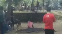 Segmen 3: Buaya 4 Meter Terjaring Nelayan Mamuju