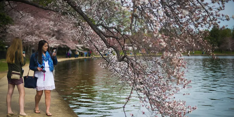 20160322-Berburu Bunga Sakura di Negeri Paman Sam-Washington