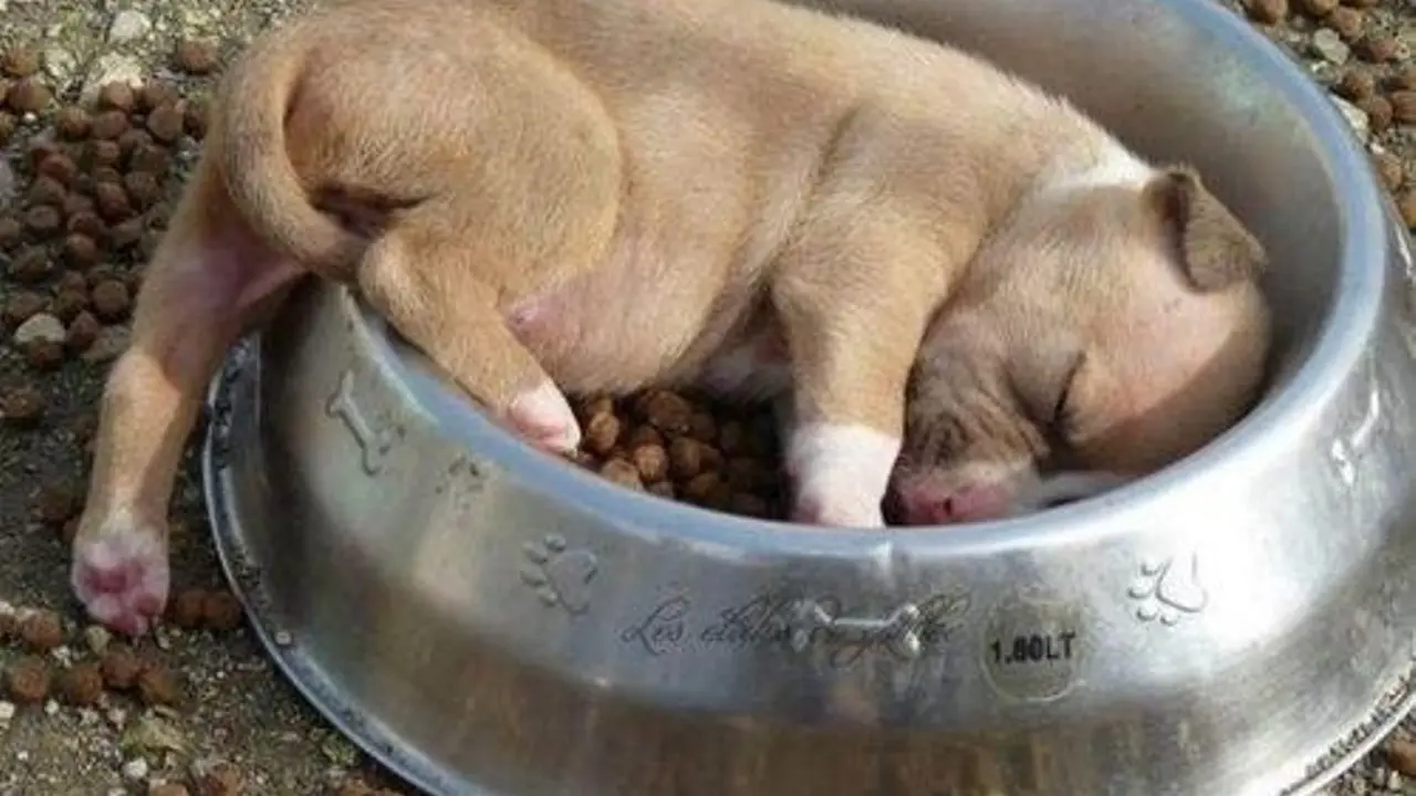 11 Bukti Anjing Penganut Asas "Ku Tertidur di Manapun Aku Bisa"