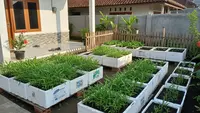 Cara Menggunakan Styrofoam Bekas untuk Media Tanam Kangkung, Solusi Efektif untuk Kebun Mini di Rumah