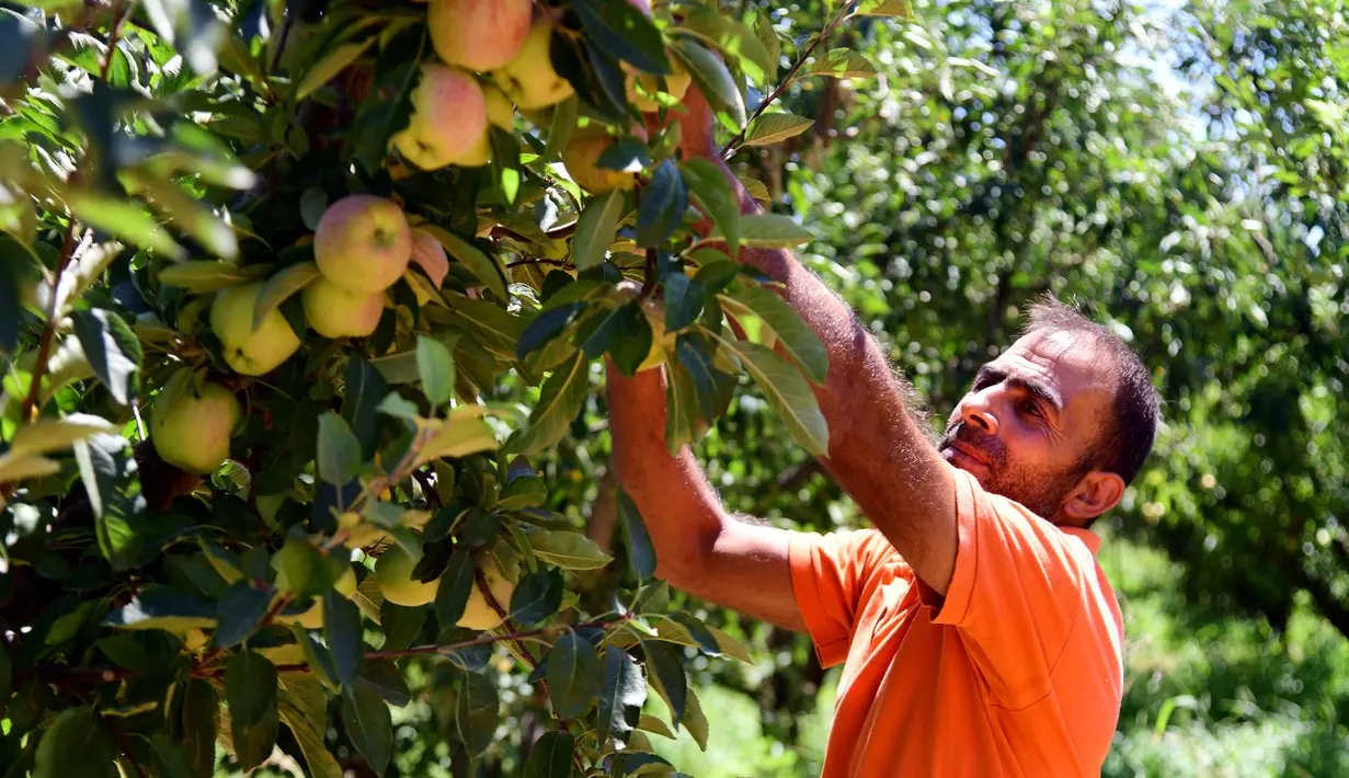 Petani memanen buah pir di Zabadani, pedesaan Damaskus, Suriah, 22 Agustus 2020. Para petani kembali ke lahan pertanian mereka di kota yang dilanda perang itu usai Zabadani berhasil direbut kembali. Tahun ini, para petani menikmati panen pertama setelah bertahun-tahun. (Xinhua/Ammar Safarjalani)