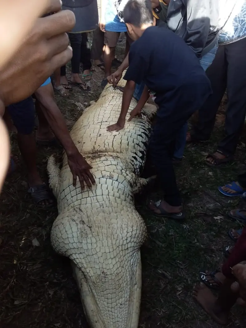 Buaya muara (Crocodylus Porosus) mati terjerat jaring nelayan Cilacap, Minggu, 4 Agustus 2019 . (Foto: Liputan6.com/Kustoro untuk Muhamad Ridlo)