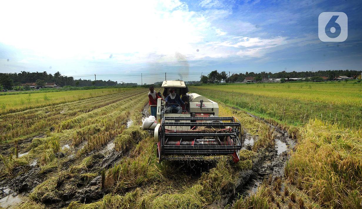 Petani memanen padi jenis IR 54 menggunakan mesin produk China di Galuh, Kulon Progo, Yogyakarta, Kamis (2/2/2020). Mesin yang disewa seharga Rp 500 ribu untuk memanen padi seluas 1.400 meter persegi itu mengefisienkan waktu, tenaga, dan modal dibandingkan tenaga manusia. (merdeka.com/Arie Basuki)