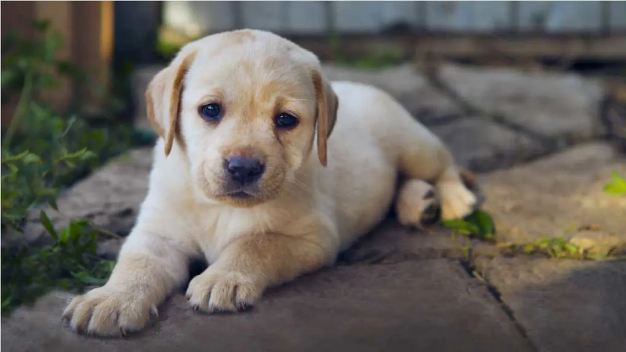 Lapar, Anak Anjing Ini Malah Tak Sengaja Bakar Rumah Pemiliknya