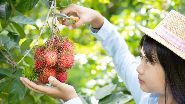 Manfaat Buah Rambutan untuk Ibu Hamil