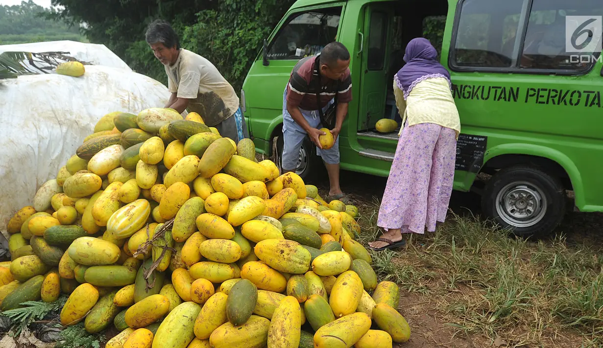 Petani menata timun suri hasil panen untuk dijual di Kampung Kemang, Bogor, Jawa Barat, Kamis (17/5). Timun suri merupakan buah favorit pada bulan Ramadan untuk sajian buka puasa yang dijual dari Rp 5.000 - Rp 8.000 per buahnya. (Merdeka.com/Arie Basuki)