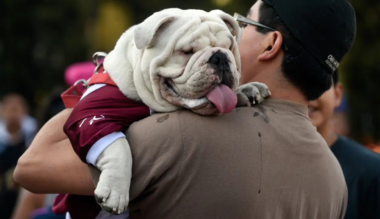Seorang pria menggendong anjing Bulldog saat berkumpul untuk meraih Rekor Guinness di Mexico City di Meksiko (26/2). (AFP/Alfredo Estrella)