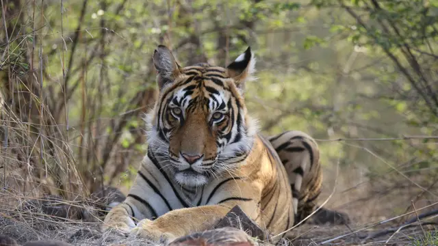 Ranthambore National Park, Rajasthan