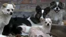 Sejumlah anjing yang berada di penampung yang dikelola Yang Xiaoyun di Tianjin, China, Rabu (8/7). Yang Xiaoyun dikabarkan telah mengeluarkan uang sebesar 48.248 USD untuk menyelamatkan 500 anjing dari toko daging anjing. (REUTERS/Kim Kyung-Hoon)