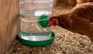 7 Cara Membuat Tempat Minum Ayam Anti Tumpah dari Botol Bekas, Hemat dan Praktis