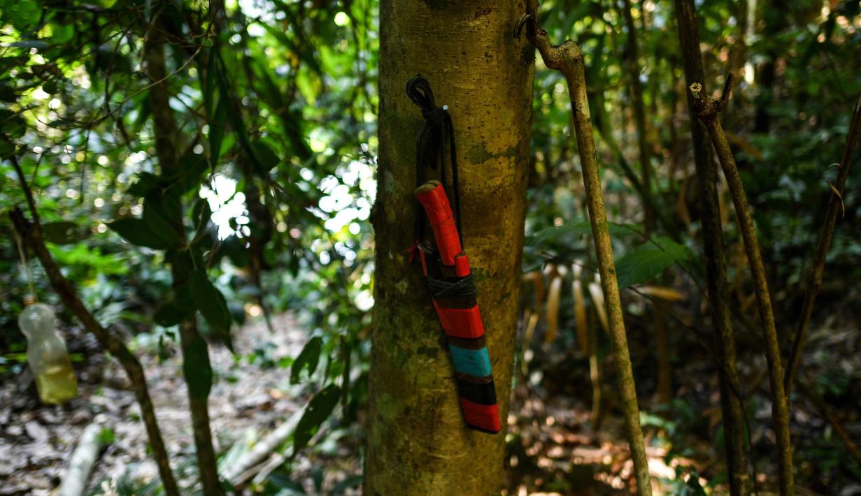 FOTO Perjuangan Pemburu Madu di  Hutan  Malaysia Global 