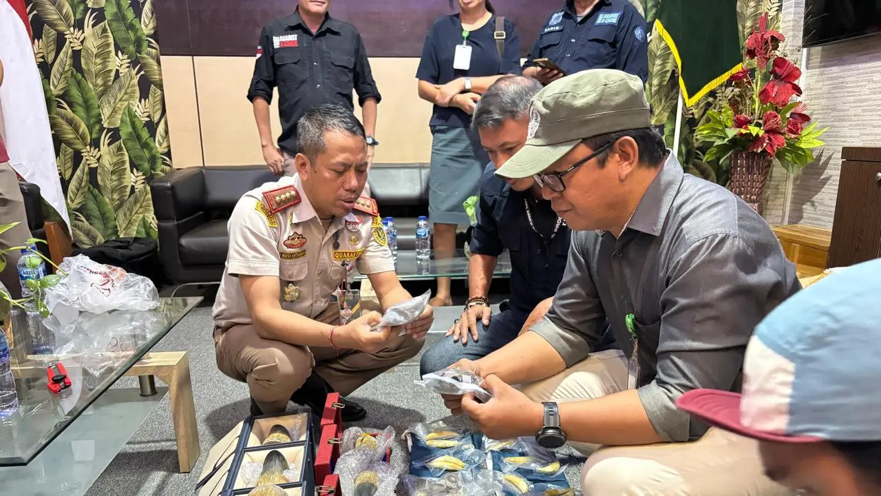 Balai Karantina Sulut saat mengamankan cula badak yang masuk ke Manado dari Cina, Maret 2025 (Istimewa)