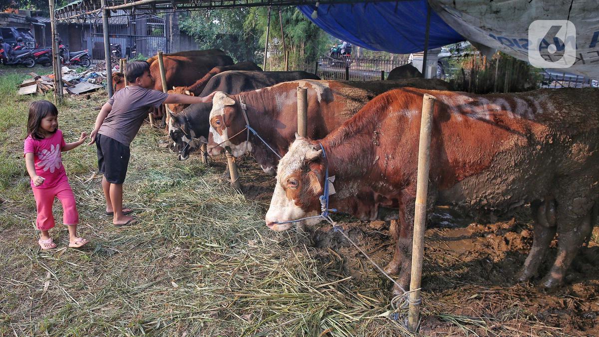 Jelang Idul Adha 1446 Hijriah, Penjualan Hewan Kurban Marak di Jakarta