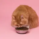 Plus Minus Dry Food untuk Kucing Menurut Dokter Hewan