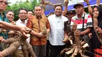 Panen perdana komoditi singkong (ubi kayu) Varietas Cimanggu, Casesa, dan Garuda yang terletak di Desa Tolotio, Kecamatan Tibawa, Kabupaten Gorontalo, Foto – Fadil/Kominfo
