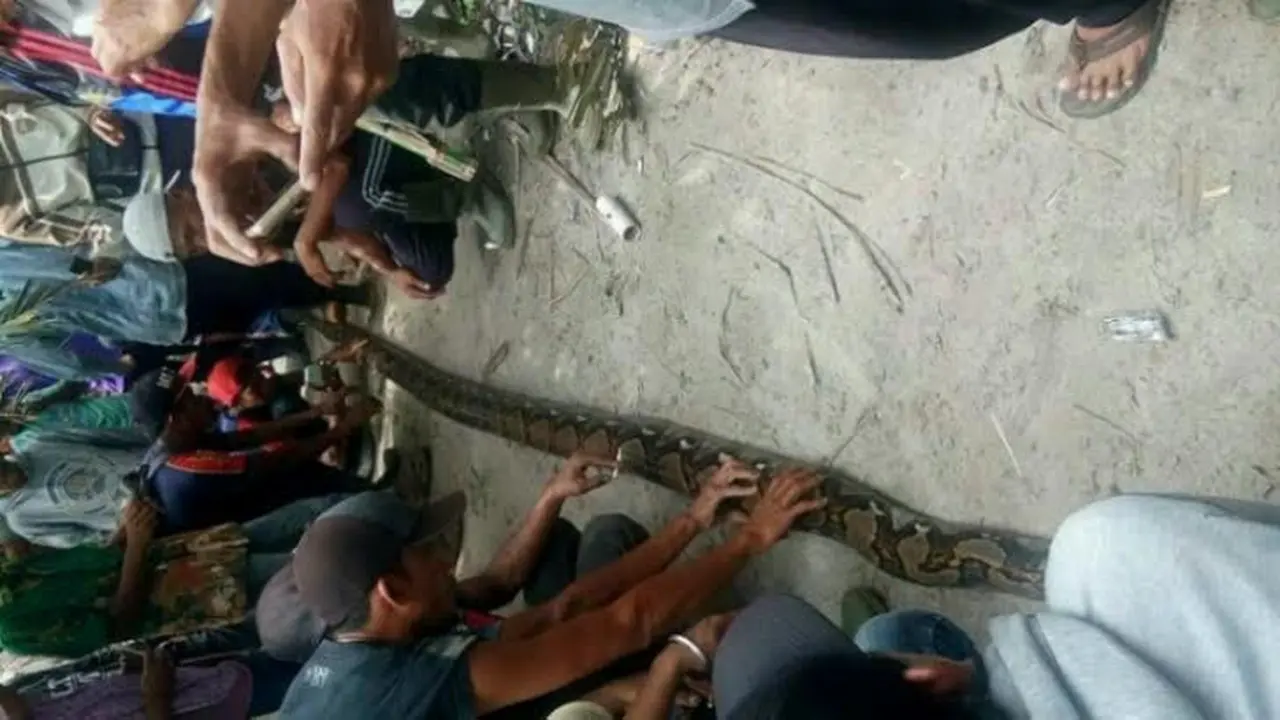 Ular Sawah