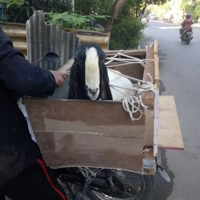 6 Potret Kocak Pengendara Motor Bawa Hewan Kurban Ini Bikin Geleng Kepala