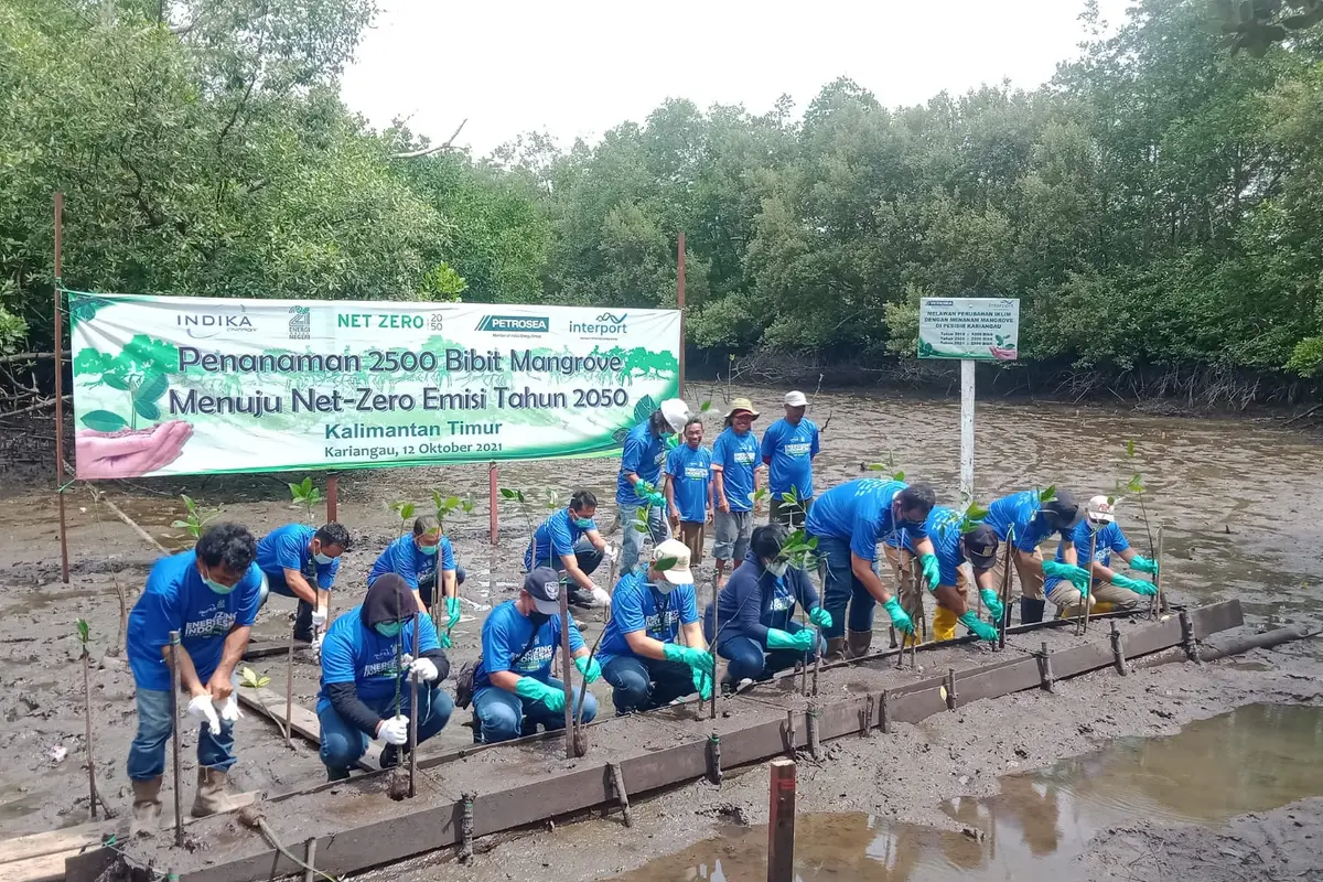Penanaman mangrove Indika Group