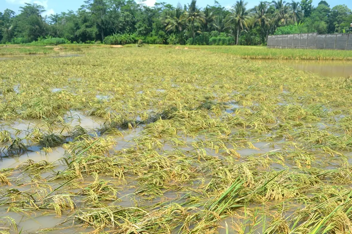 Ilustrasi – Padi terendam banjir rawan busuk. (Foto: Liputan6.com/Muhamad Ridlo)
