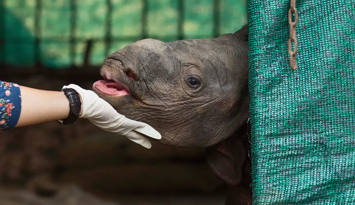 Ekspresi bayi badak bertanduk satu saat berada di dalam kandangnya di Taman Zoologi Assam di Gauhati, India (5/6). Petugas Taman Zoologi memberi makan dan perawatan agar bayi badak tersebut dapat terus hidup. (AP Photo/Anupam Nath)