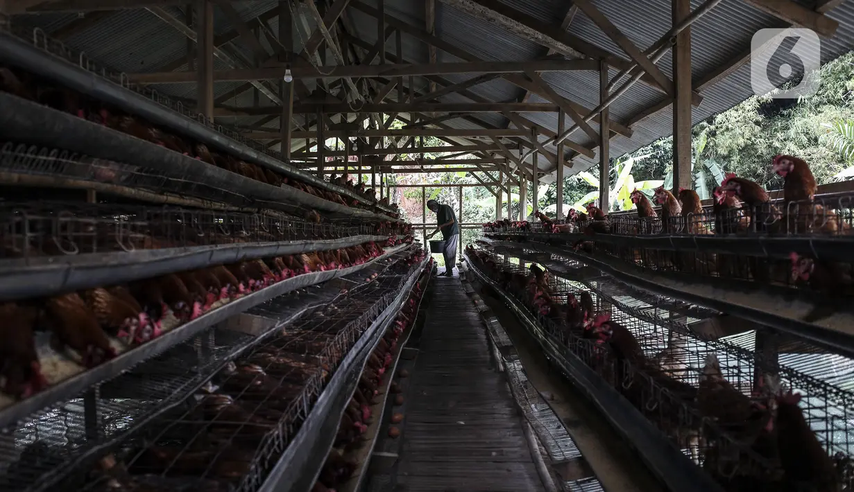 Peternak memanen telur di Desa Pengasinan, Kecamatan Gunung Sindur, Bogor, Jawa Barat, Sabtu (20/11/2021). Beberapa minggu lalu harga telur sempat turun hingga Rp 19 ribu per kilogram (kg), namun saat ini naik hingga Rp 26 ribu per kg. (Liputan6.com/Johan Tallo)